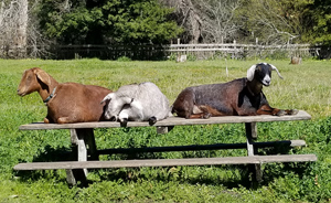 Three goats sit on top of a picnic table in the goat corral at Wilder Ranch State Park